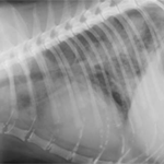 犬と猫の肺水腫